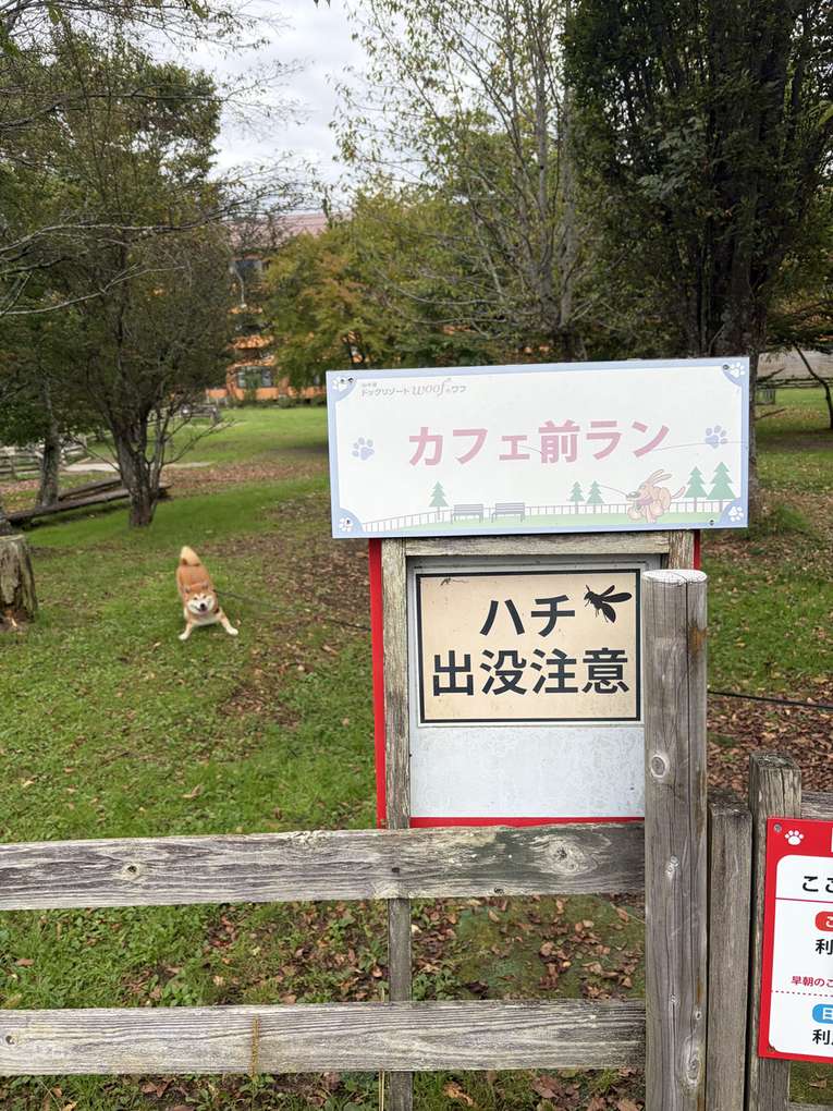 「カフェ前ラン」の看板と「ハチ出没注意」の掲示。奥の芝生に柴犬もみじが伏せている