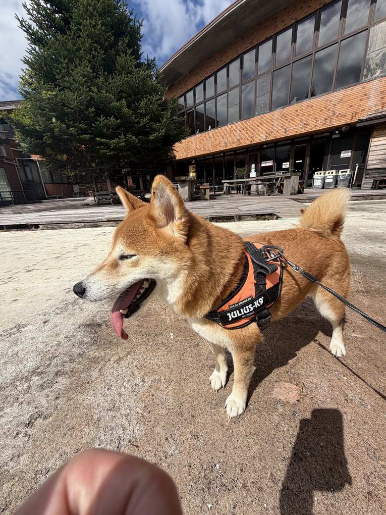 カフェ前のウッドデッキで舌を出す柴犬もみじの正面アップ。背景にロッジ風のカフェの建物