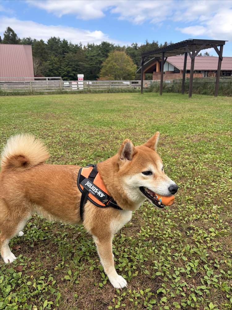 ドッグリゾートWoof（山中湖）は営業中？日帰り料金・平日の混み具合・柴犬の楽しみ方を50代が実測【2026年10月】