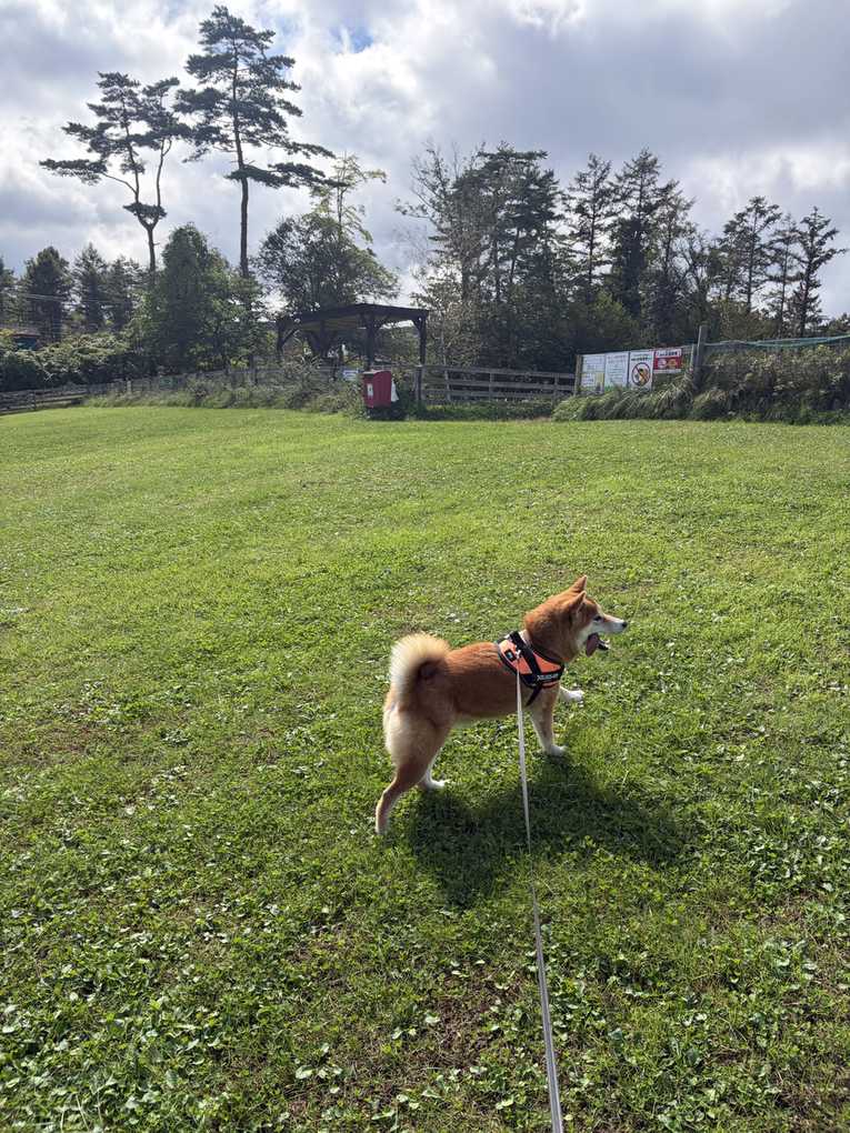 曇り空の下、広い芝生のドッグランに立つ柴犬もみじ