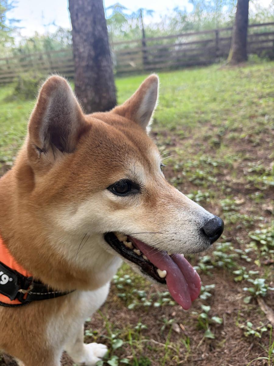 林ランで舌を出す柴犬もみじの横顔のアップ