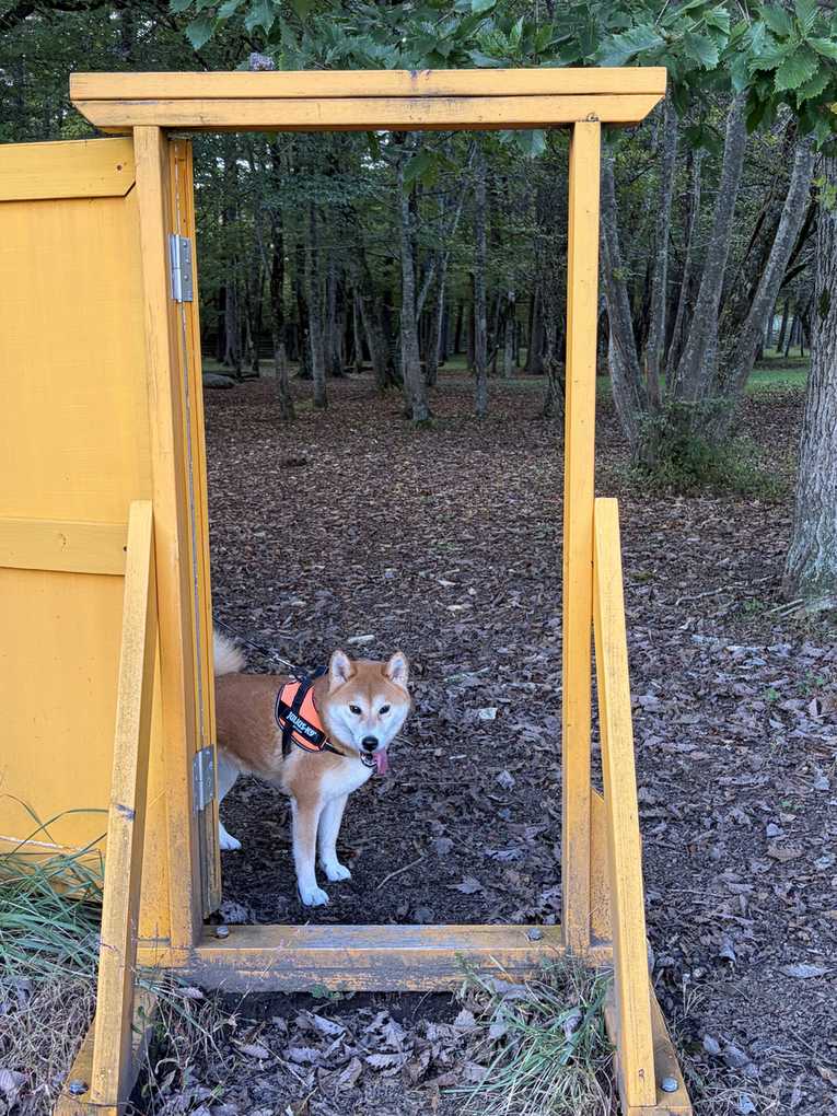 林ランの黄色い木のゲートの中に立つ柴犬もみじ。奥に林が広がる