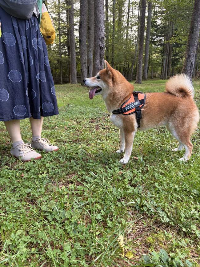 林ランで妻のそばに立ち、口を開けている柴犬もみじ