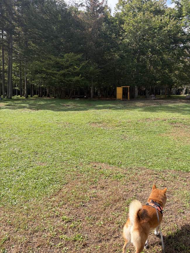 背の高い木々が並ぶ林の中の芝生を歩く柴犬もみじ