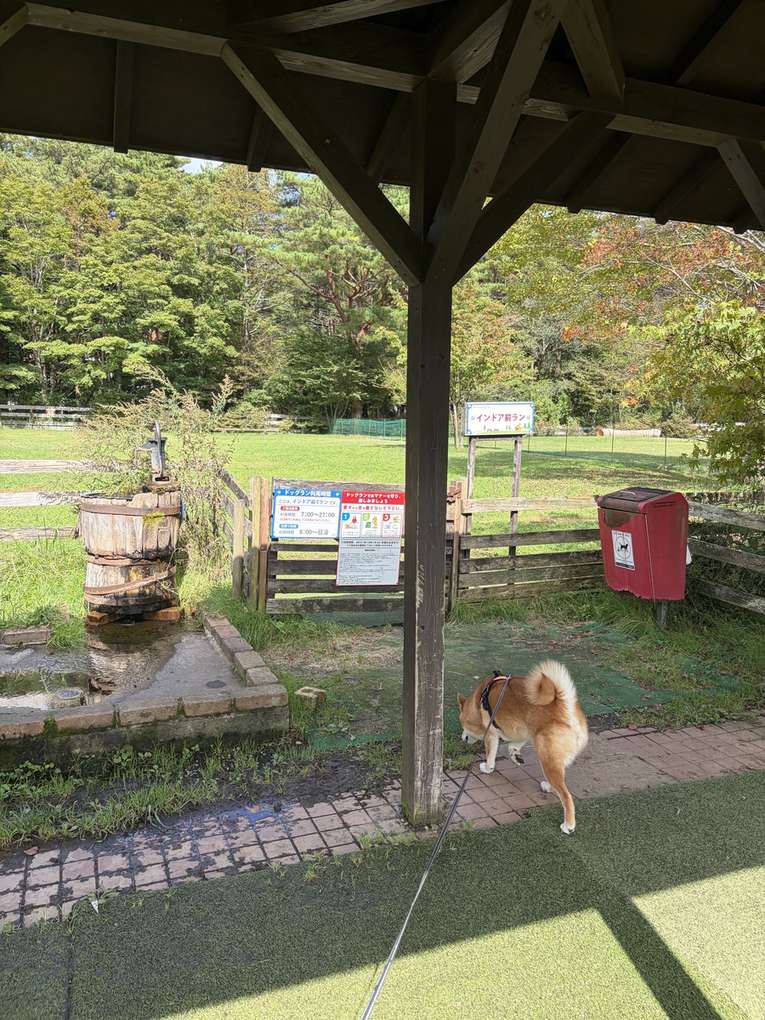 「インドア前ラン」の看板と、柵の横の赤い犬のフン専用ゴミ箱。手前を柴犬もみじが歩く