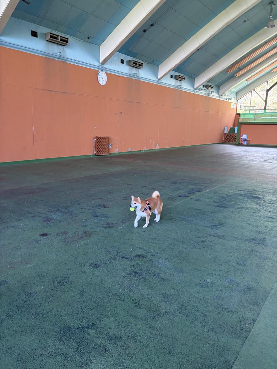 広い屋内ドッグランの奥で走る柴犬もみじ。窓から光が差し込み、天井の梁がアーチを描く