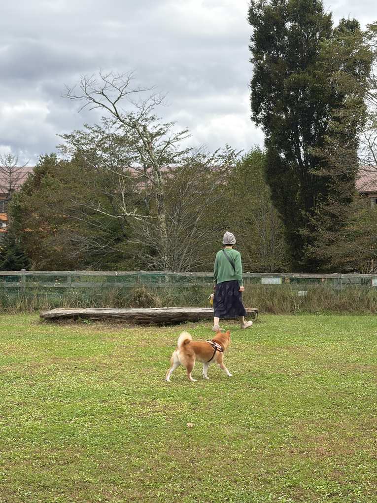 芝生のドッグランで妻のほうへ向かう柴犬もみじ。木の台がある