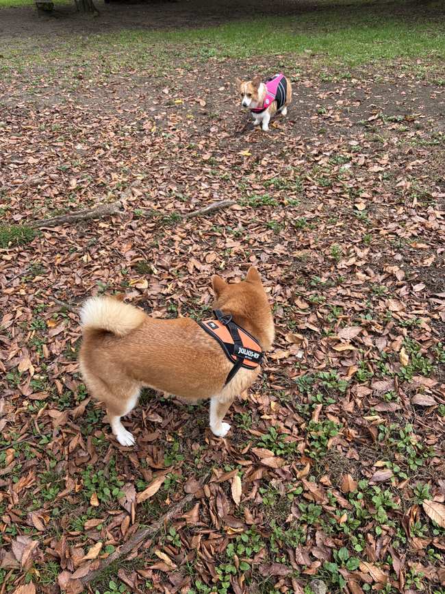 落ち葉が敷き詰められた地面に立つ柴犬もみじ。奥にピンクの服を着た小型犬が見える