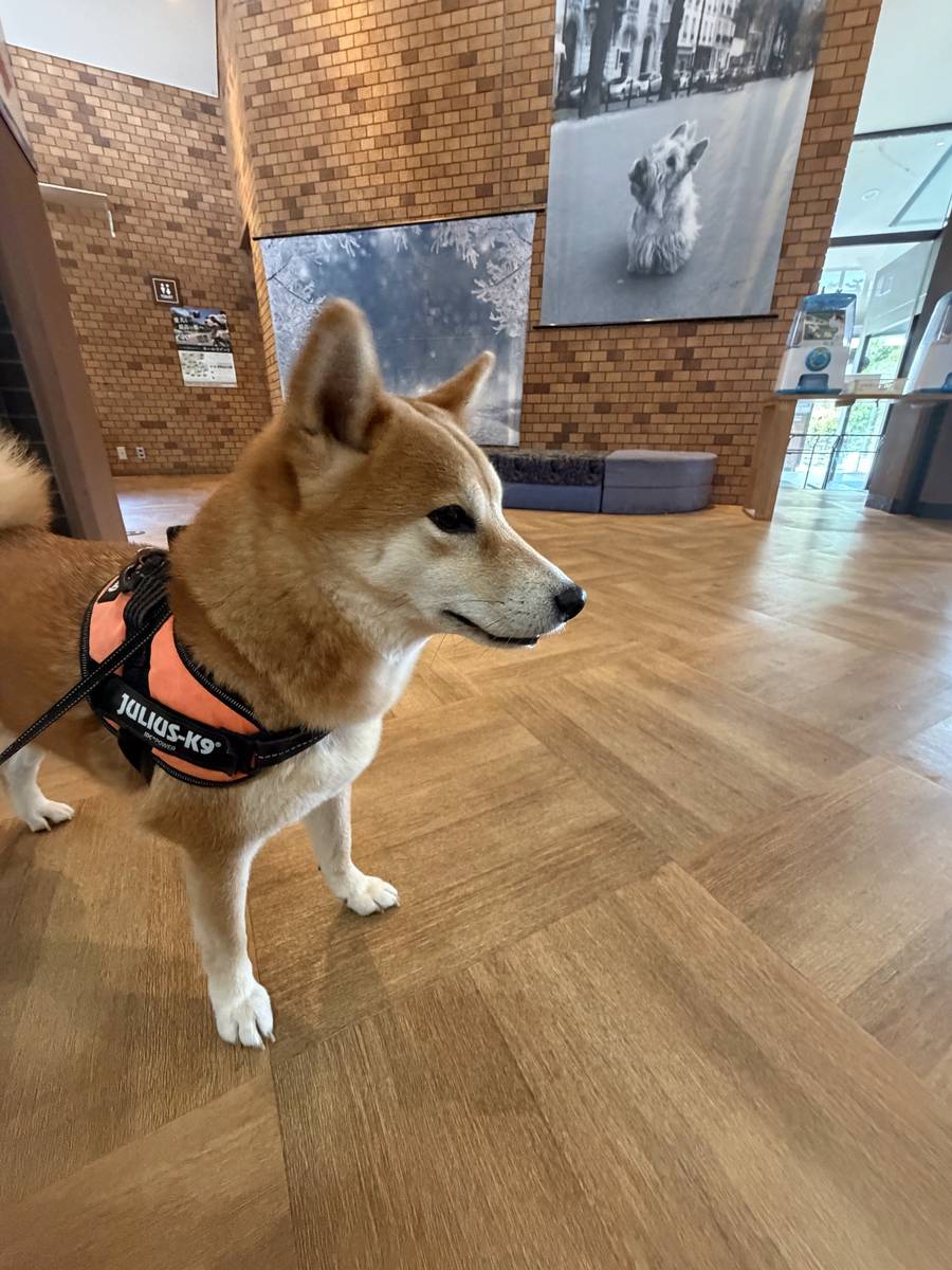 レンガの壁と木の床のロビーに立つ柴犬もみじ。オレンジのハーネスをつけて横を向いている