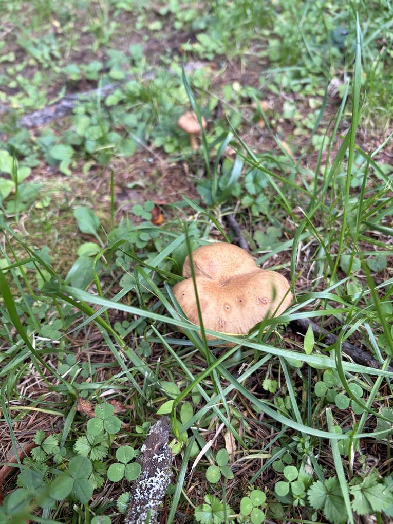 林ランの草むらに生えた茶色いキノコ