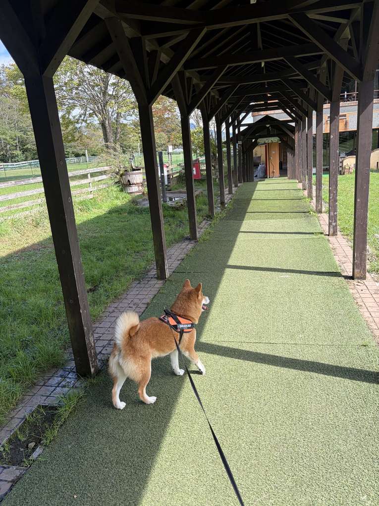 木の柱が並ぶ屋根付きの通路を歩く柴犬もみじ。床は緑の人工芝