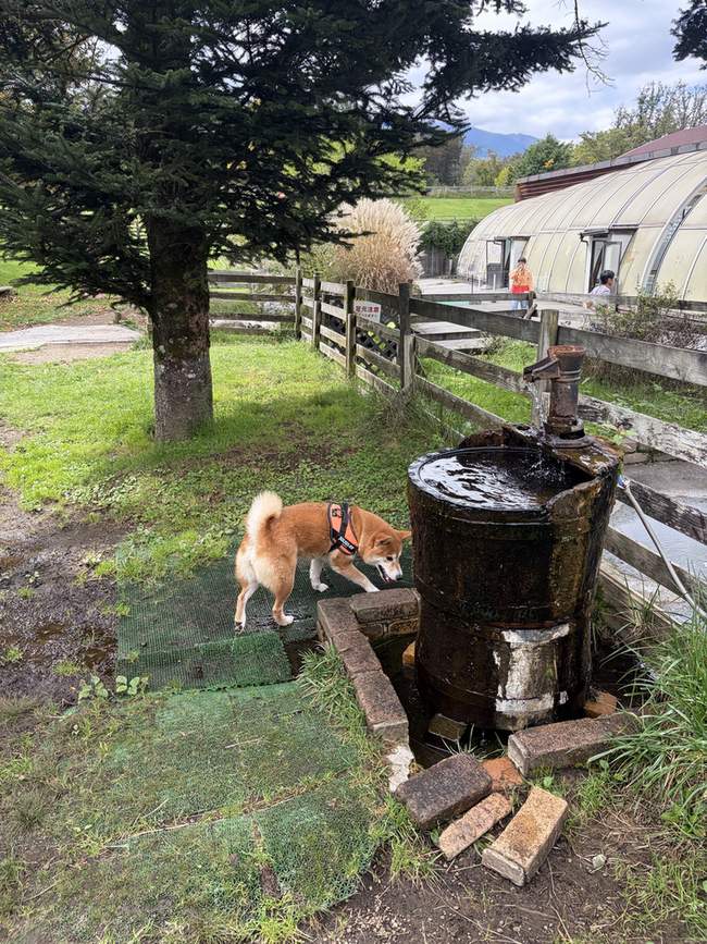 木の樽を使った水飲み場で水を飲む柴犬もみじ。後ろに屋外プールのドームが見える