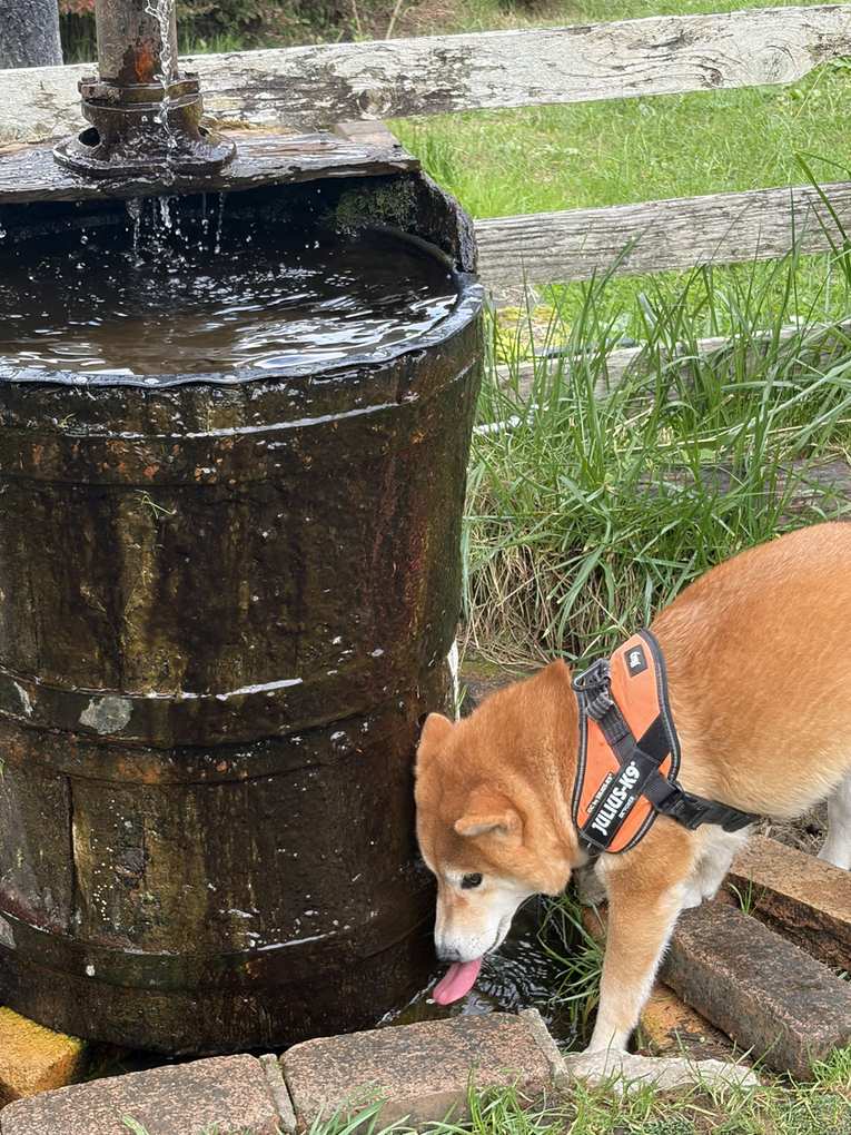 樽の水飲み場のそばで舌を出す柴犬もみじのアップ
